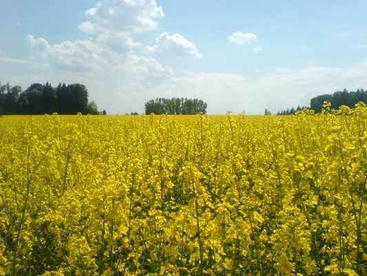 Blick übers Rapsfeld
