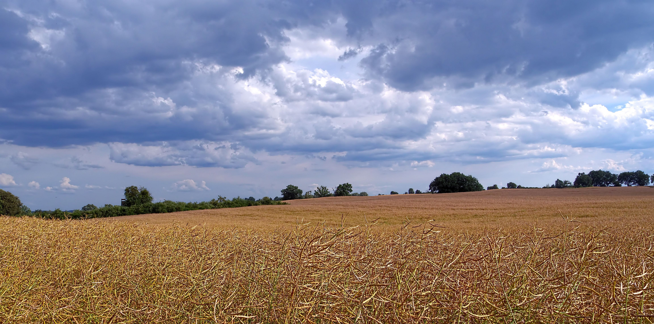 Blick übers Rapsfeld