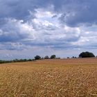 Blick übers Rapsfeld