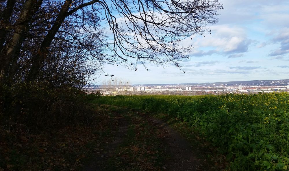 Blick übers Rapsfeld