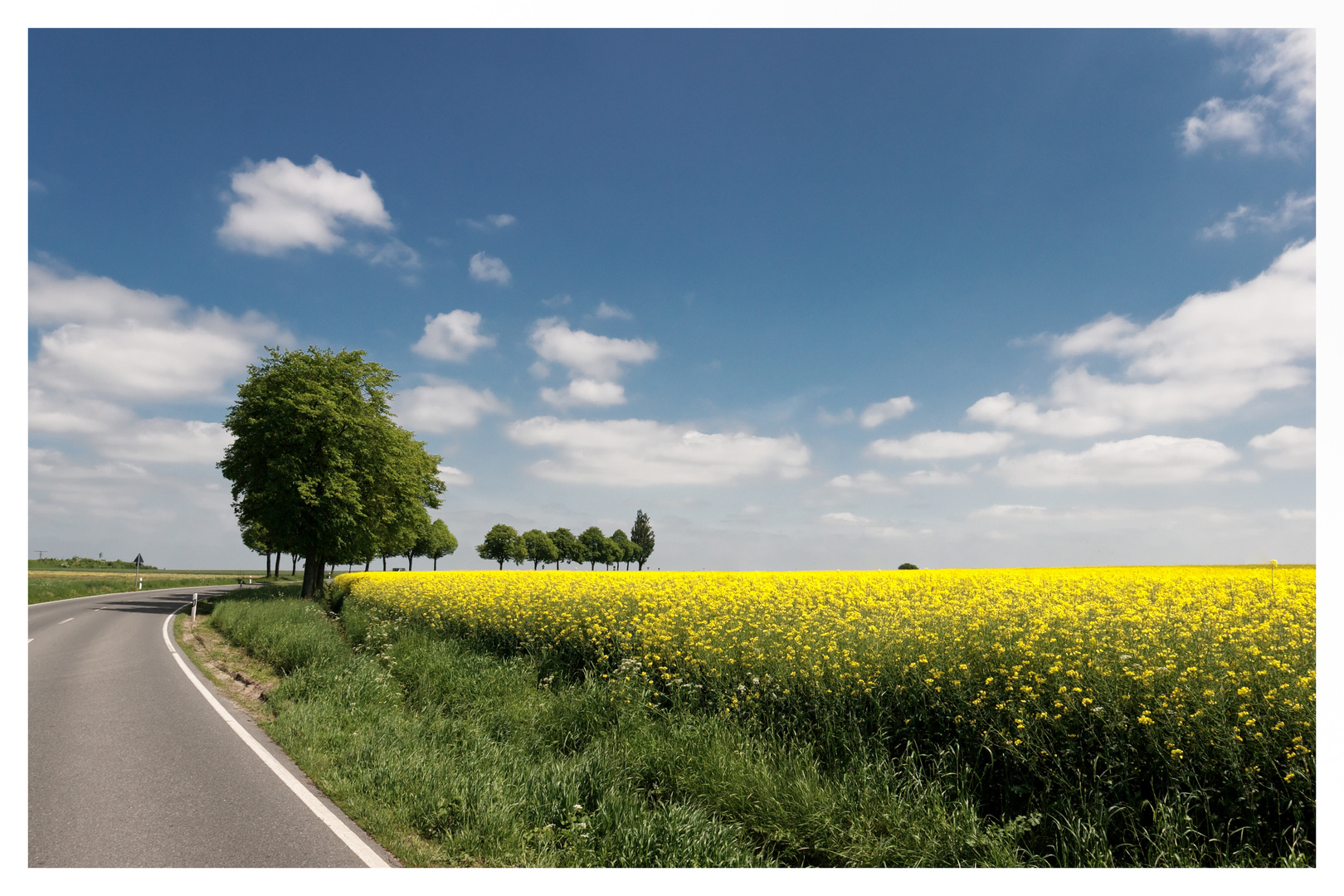 Blick über`s Rapsfeld