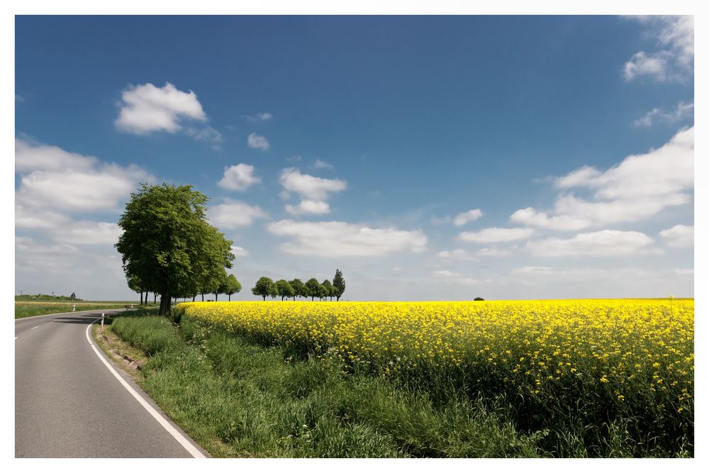 Blick über`s Rapsfeld