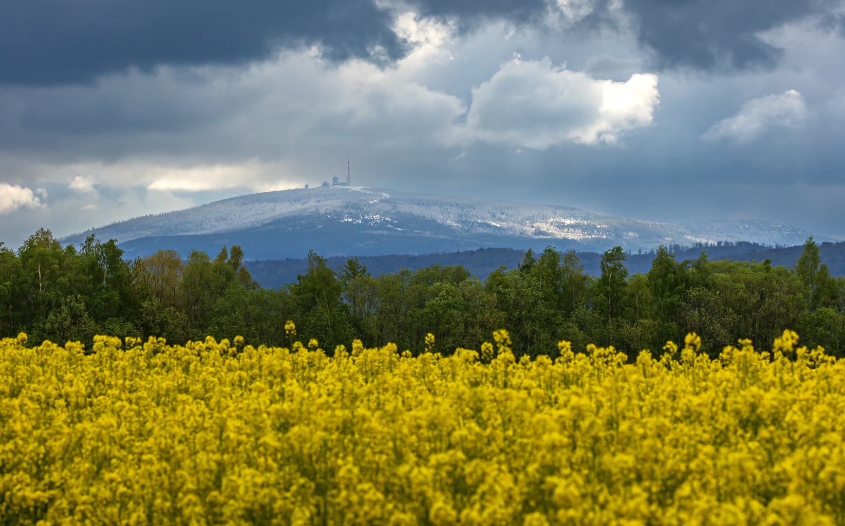 Blick übers Rapsfeld zum Brocken im Harz