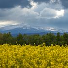 Blick übers Rapsfeld zum Brocken im Harz