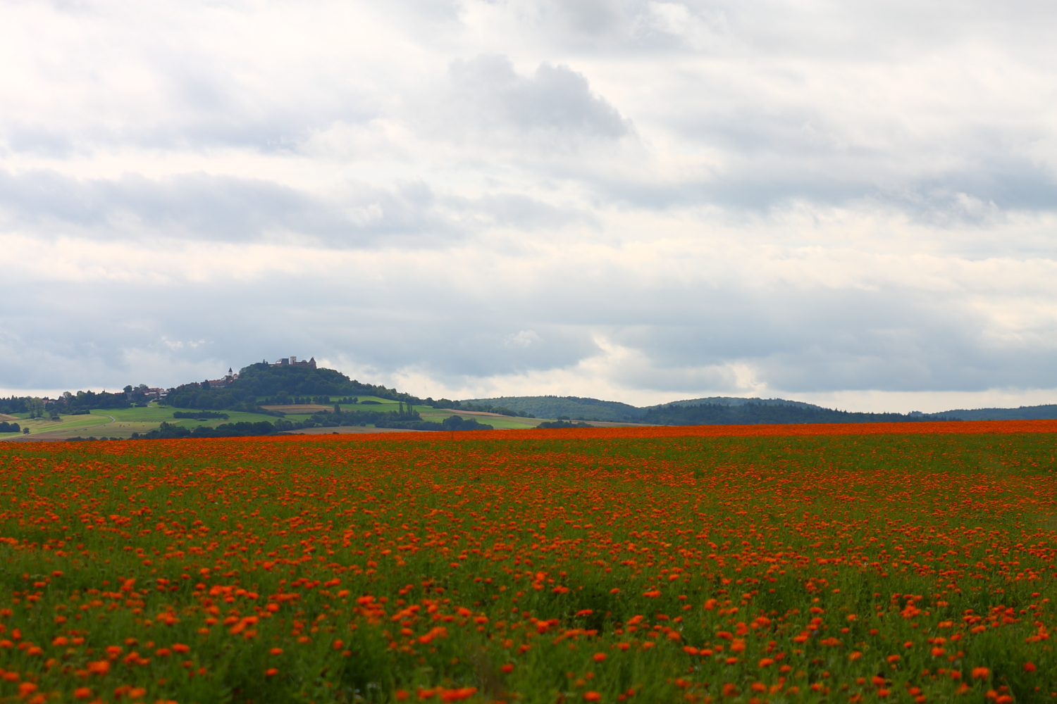 Blick über's Ringelblumenfeld