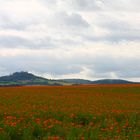 Blick über's Ringelblumenfeld