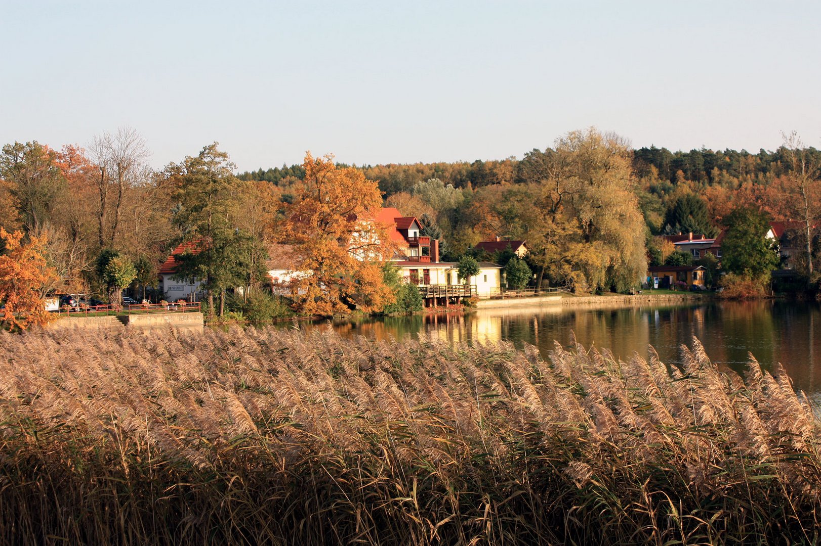 Blick übers Schilfgras aus das Seecafe