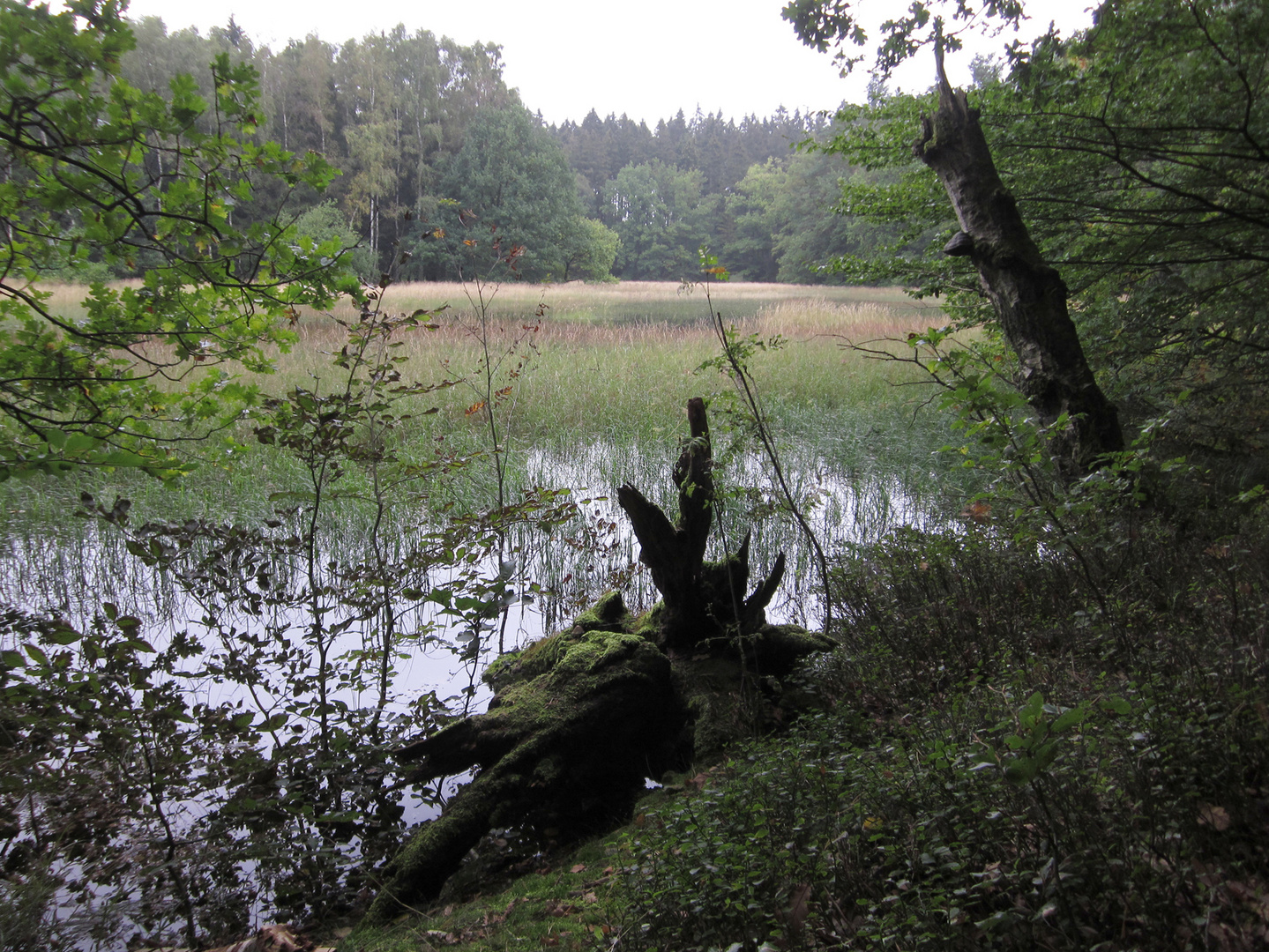 Blick übers Schwarze Moor