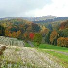 Blick übers Stoppelfeld