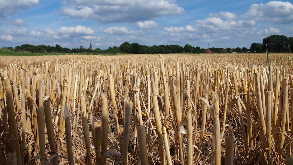 Blick übers Stoppelfeld