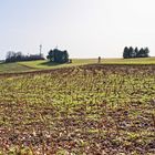 Blick übers Stoppelfeld