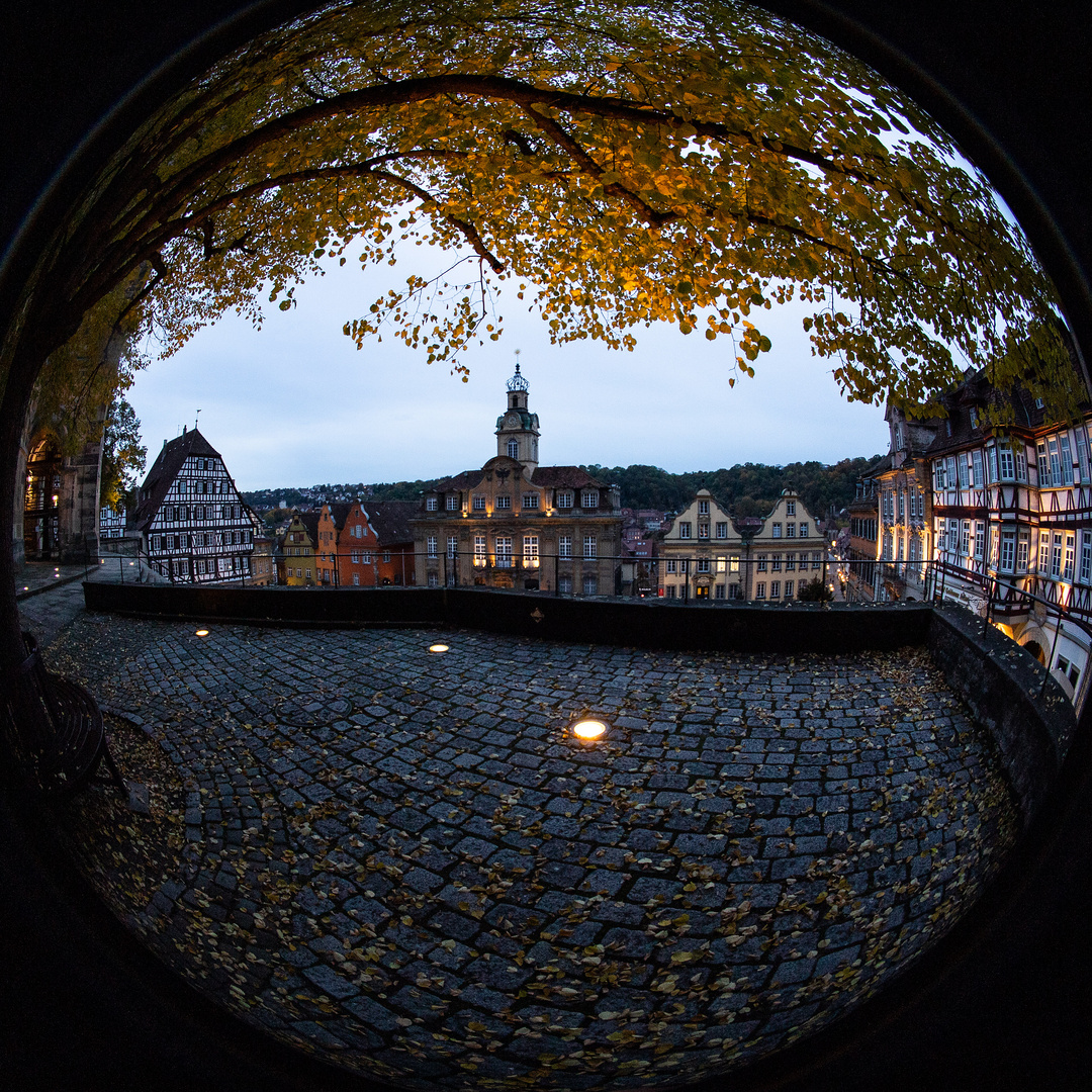 Blick unter der Blutbuche auf das Marktplatzensemble