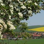 Blick unterm Weißdorn