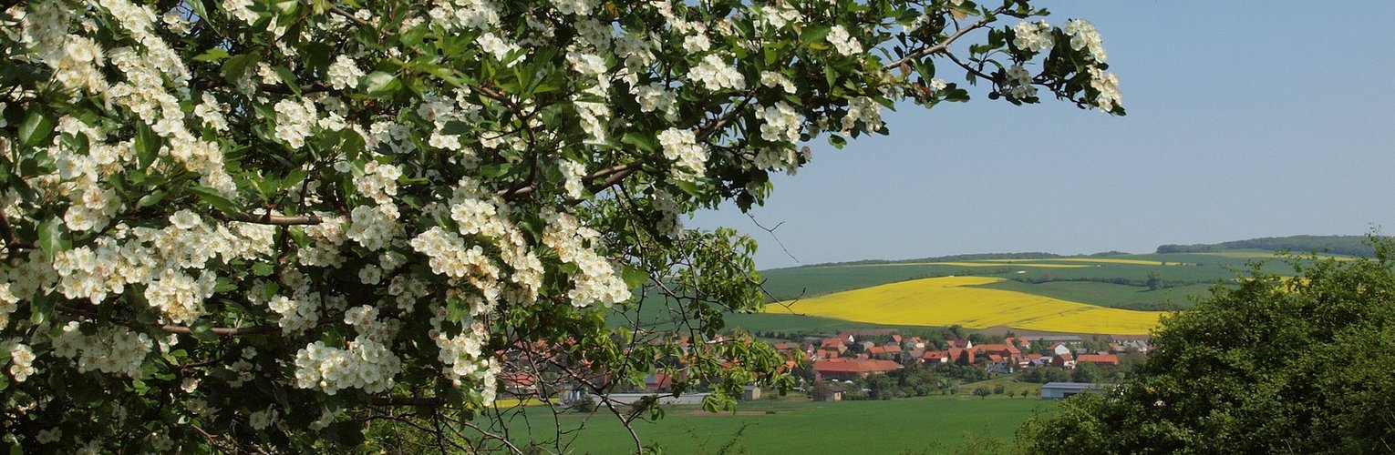 Blick unterm Weißdorn