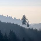 Blick vom Ameisenweg zur Kornebene Richtung Gengenbach / Freeride | 21.1.17