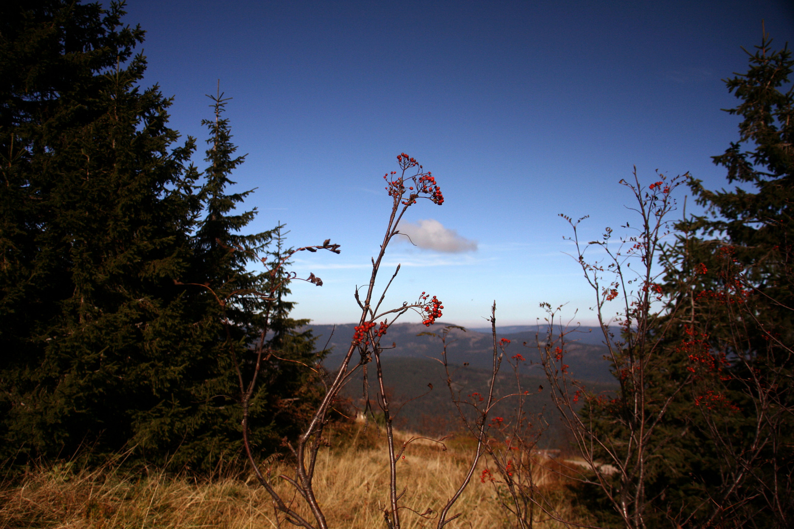 Blick vom Arber