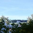 Blick vom Balkon in den schönen Herbsttag