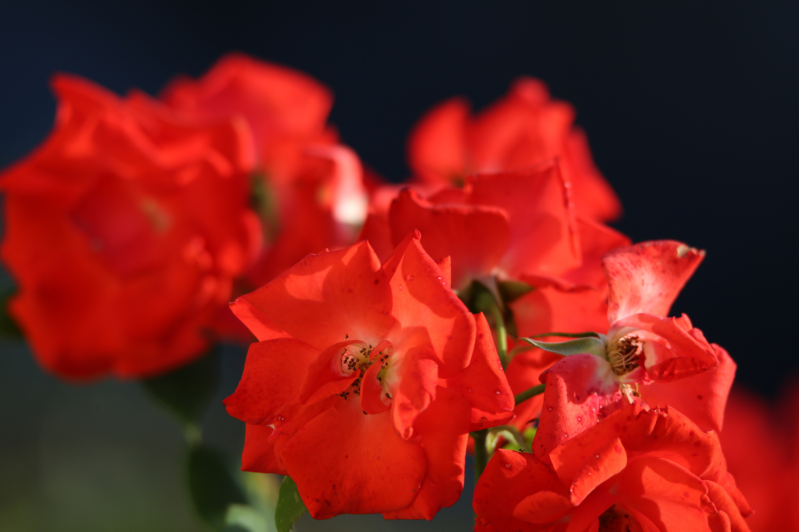 Blick vom Balkon: Rote Rosen