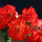 Blick vom Balkon: Rote Rosen