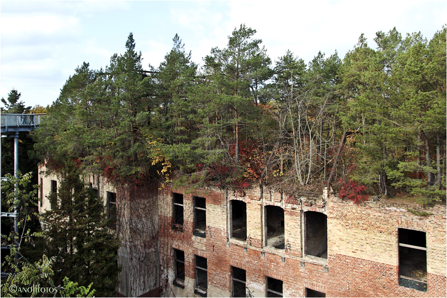 Blick vom Baumwipfelpfad