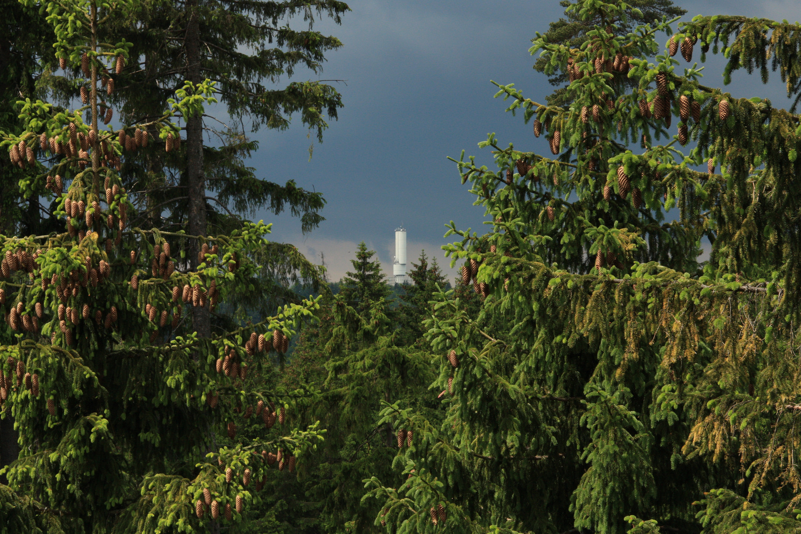 Blick vom Dürrenstein auf den Großen Kornberg