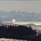 Blick vom Feldberg...