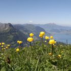 Blick vom Fronalpstock