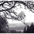 Blick vom Fürstenberg auf Neheim s/w