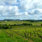 Blick vom Gaffenberg