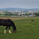 Blick vom Hangsteiner Hof