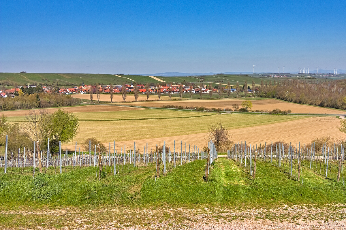 Blick vom Heimersheimer Weinbergsturm