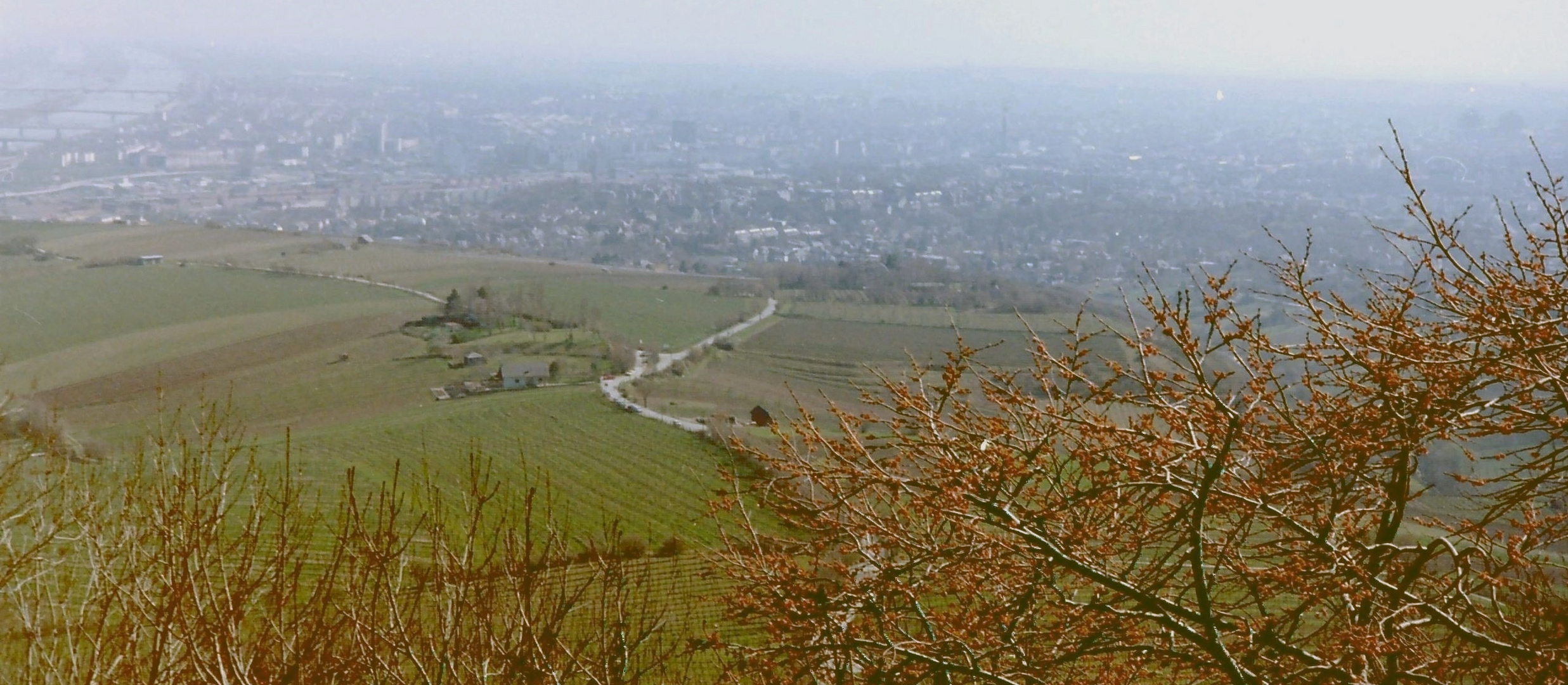 Blick vom Kahlenberg auf Grinzing und die Weinberge.