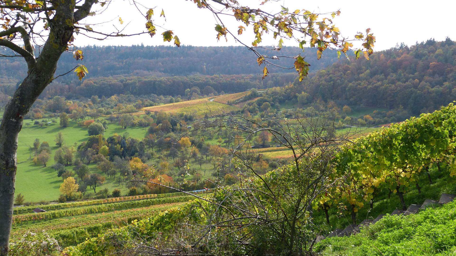 Blick vom Michaelsberg bei Cleebronn