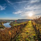 Blick vom Michaelsberg (Gundelsheim)