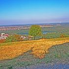  Blick vom Michaelsberg in die Rheinebene