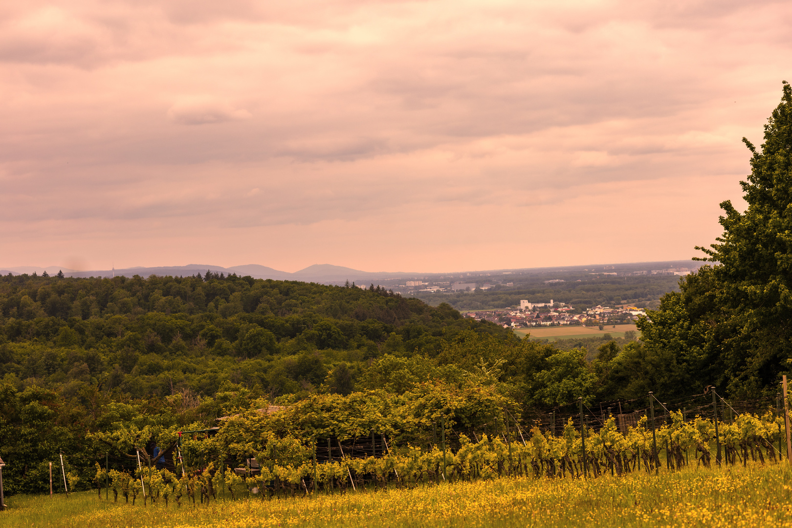 Blick vom Michaelsberg in die Rheinebene