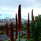 Blick vom Miradouro Pico dos Bercelos auf Funchal.....