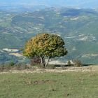 Blick vom Monte Subasio