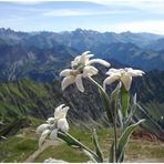 Blick vom Nebelhorn mit Edelweiss , Nebelhorn Sommer 2014