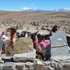 Blick vom Patapampa-Pass (4900m) zum Sabancaya (5976m)