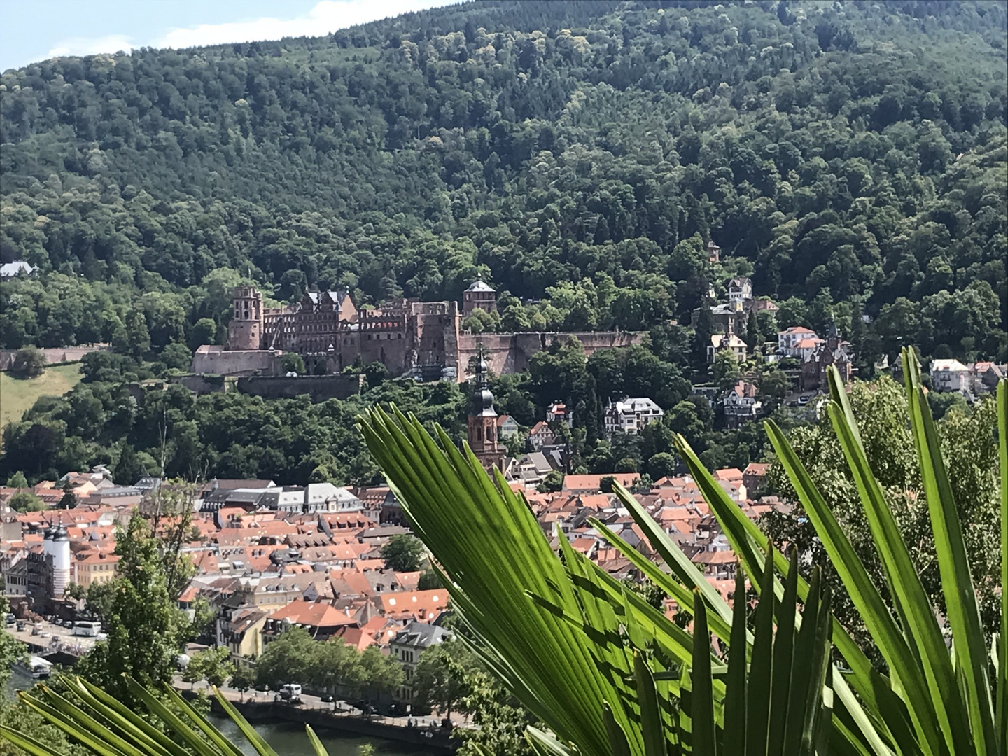 Blick vom Philosophenweg rüber zum Schloss