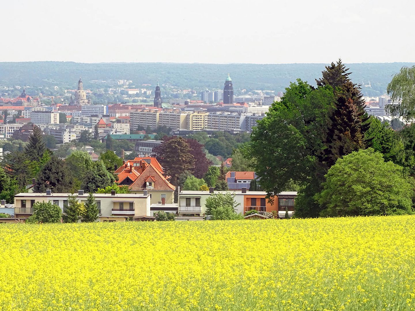 Blick vom Rapsfeld auf Dresden