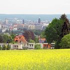 Blick vom Rapsfeld auf Dresden