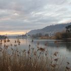 Blick vom Rhein