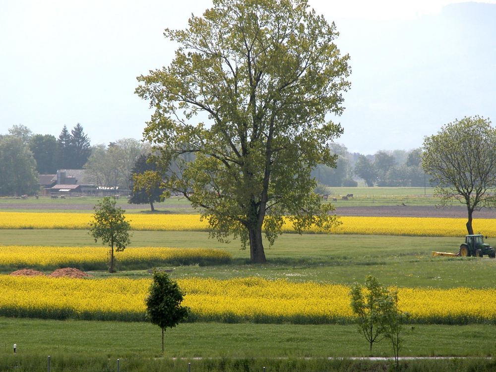 Blick vom Rheindamm in Richtung Schweiz