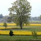 Blick vom Rheindamm in Richtung Schweiz