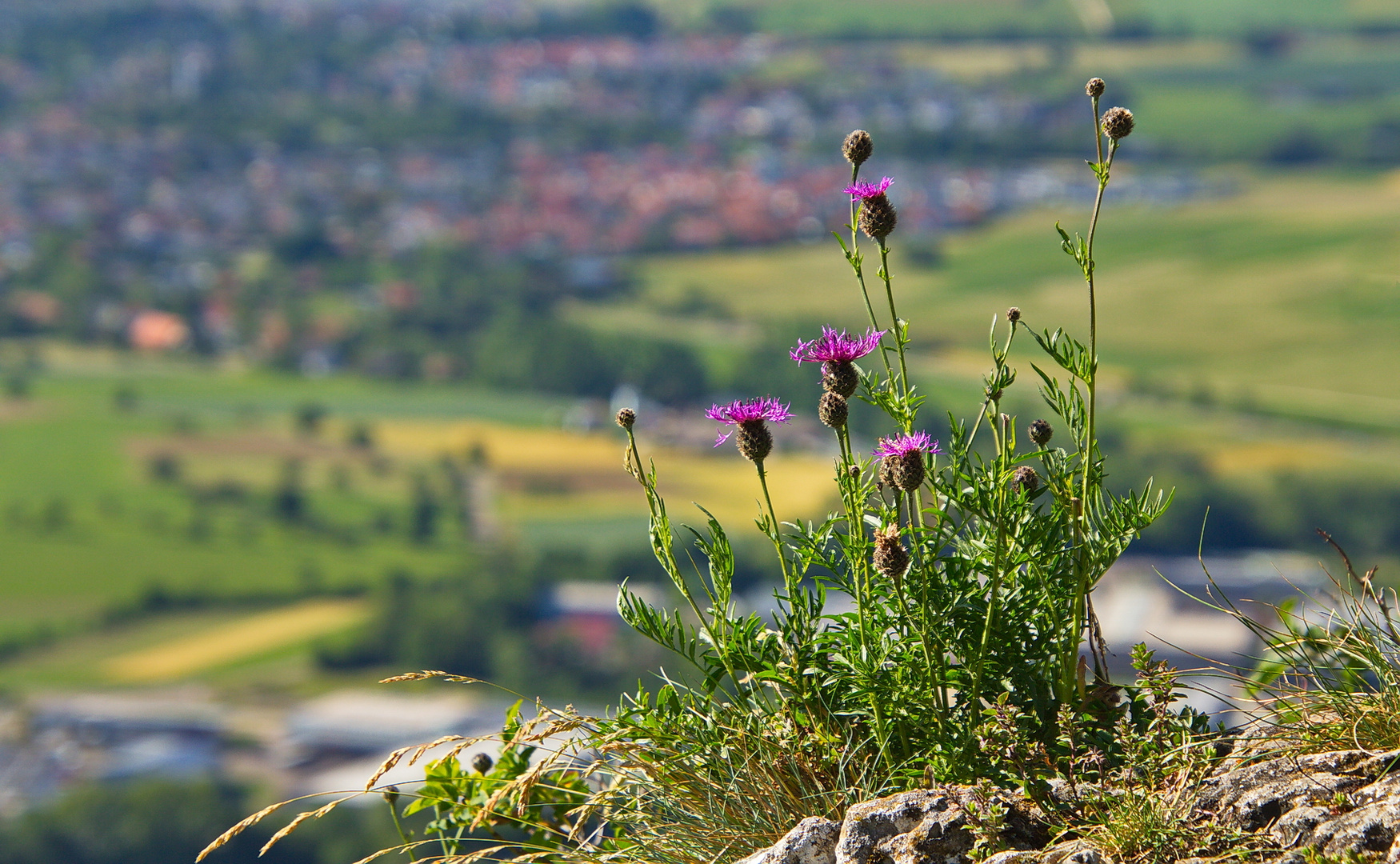 Blick vom Rosenstein auf Heubach