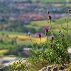 Blick vom Rosenstein auf Heubach