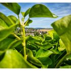 Blick vom Schloss Friedrichstein auf Bad Wildungen