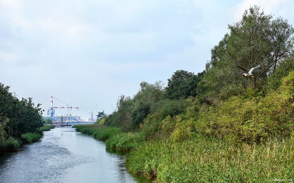 Blick vom Schnatermann Richtung Rostocker Hafen